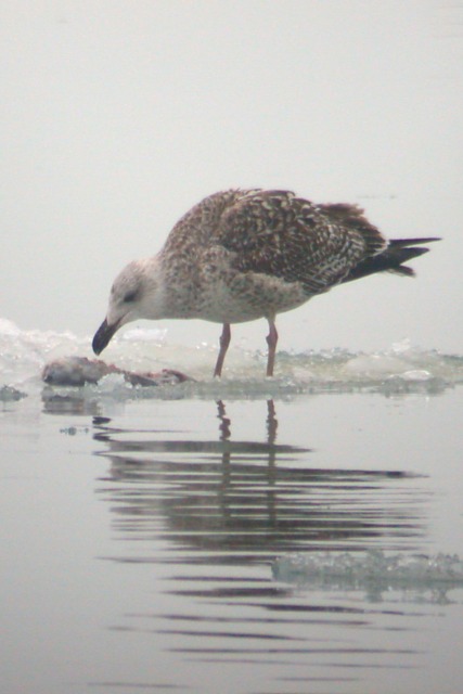 Great Black-backed Gull Photo #2