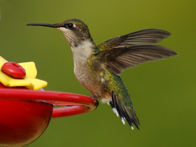Ruby-throated Hummingbird photo #3