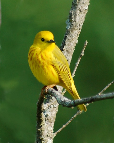 Yellow Warbler photo #2