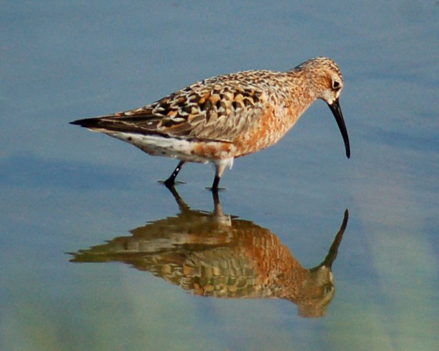 Curlew Sandpiper Photo 2