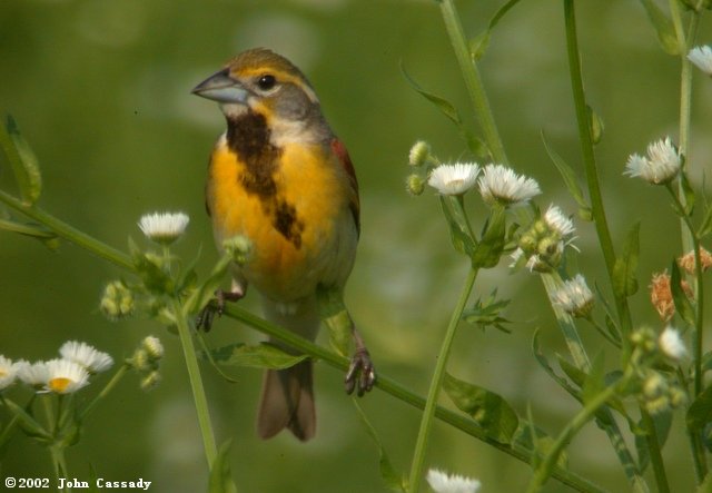 Dickcissel Photo 6