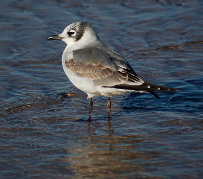 Franklin's Gull (1st cycle)