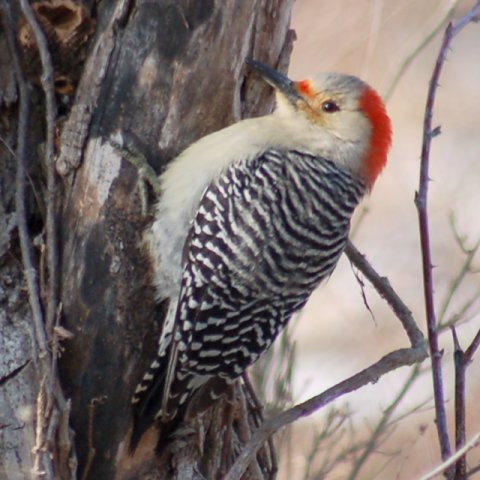 Red-bellied Woodpecker (female)