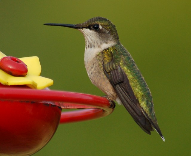 Rubythroated Hummingbird Indiana Dunes State Park, Porter County