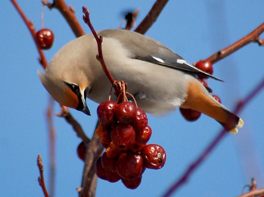 Bohemian Waxwing photo #3