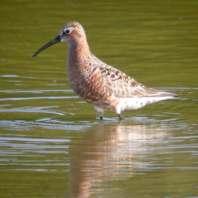 Curlew Sandpiper Photo 1