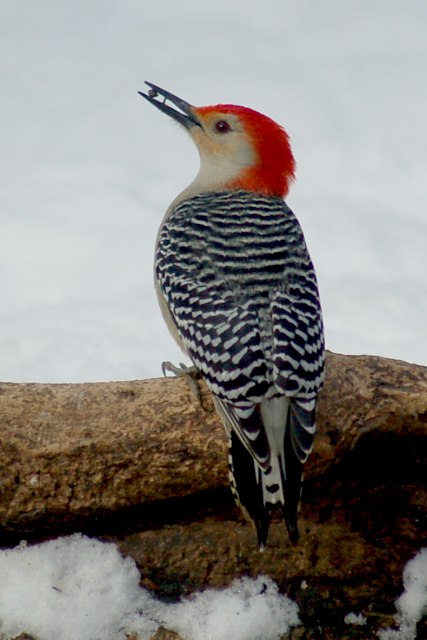 Red-bellied Woodpecker photo #3
