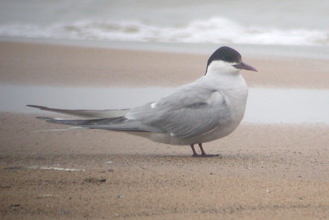 Arctic Tern (adult) Photo 1