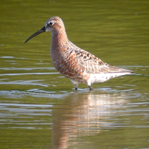 Curlew Sandpiper