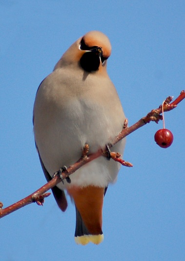 Bohemian Waxwing photo #4