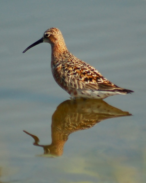 Curlew Sandpiper Photo 4