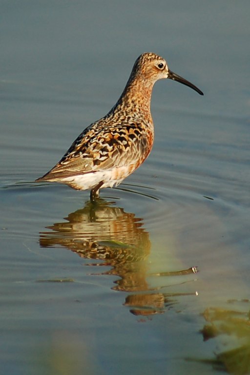 Curlew Sandpiper Photo 5