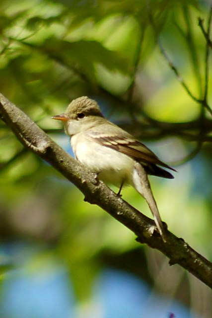 Acadian Flycatcher photo #3