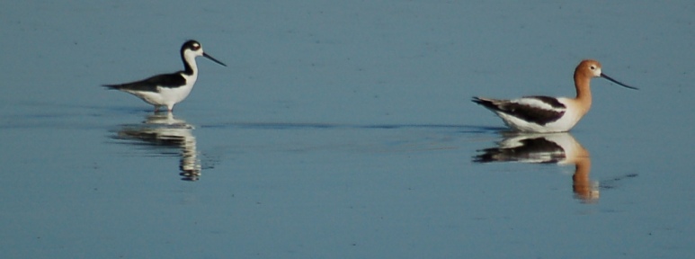 Stilt and Avocet