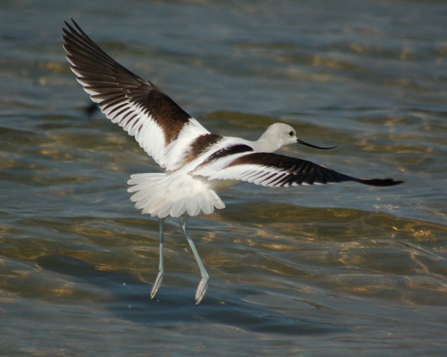 American Avocet (basic plumage)