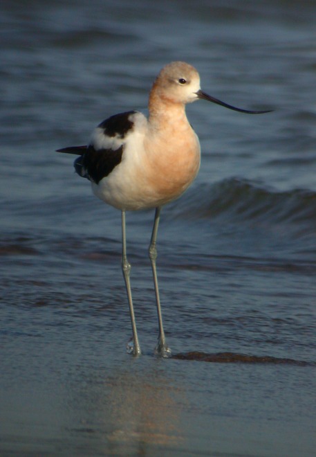 American Avocet photo #1