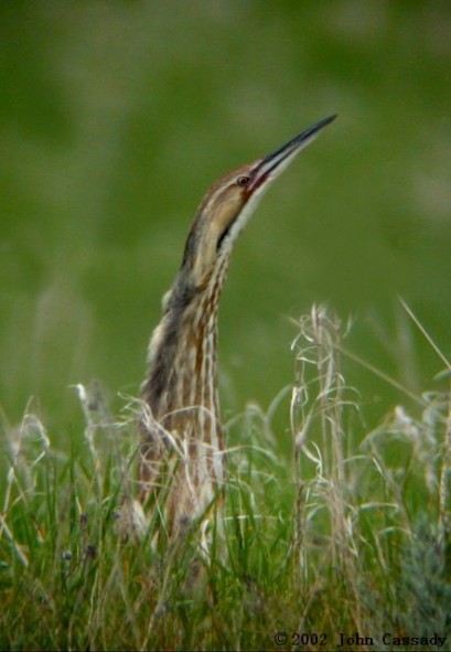 American Bittern