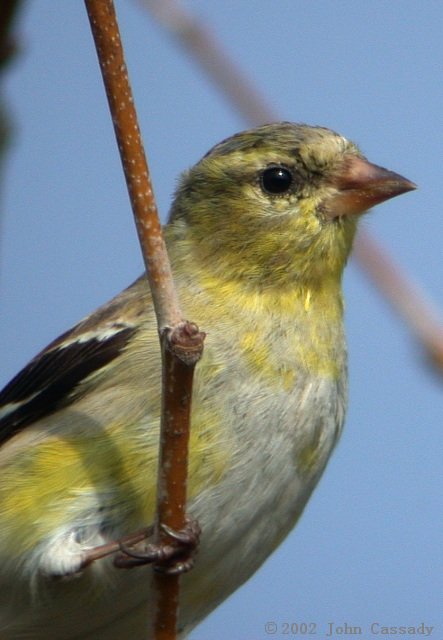 American Goldfinch