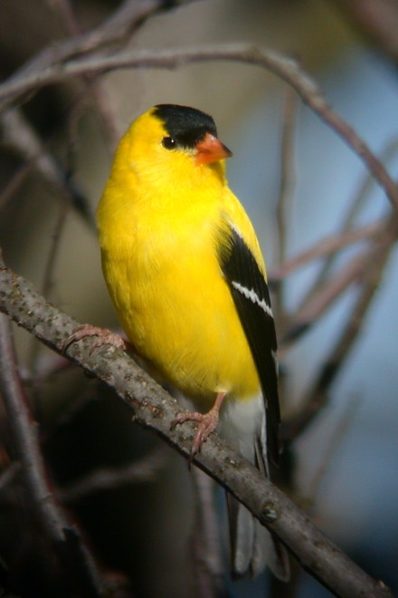 American Goldfinch