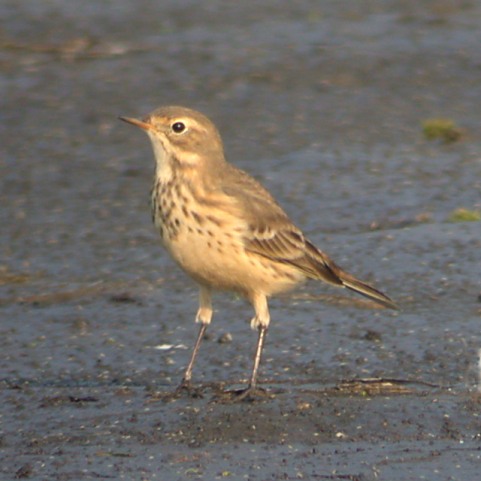 American Pipit