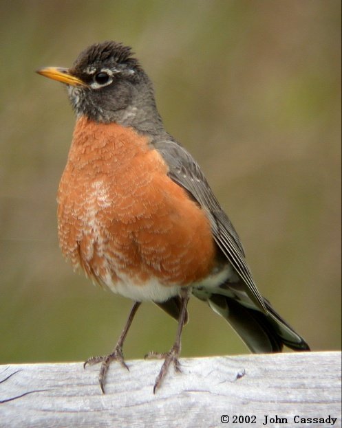 American Robin