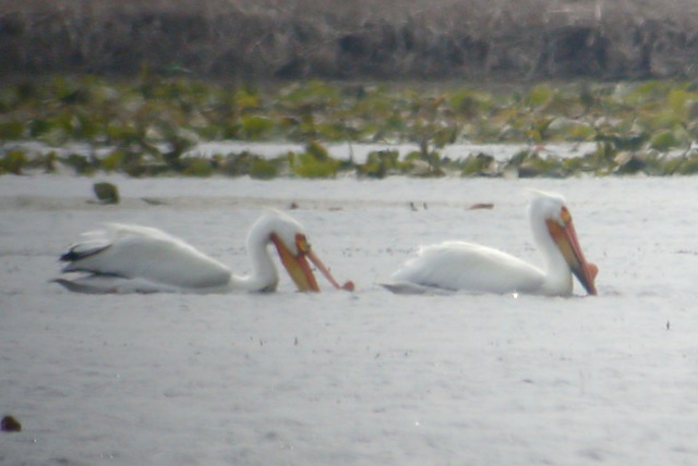 American White Pelican