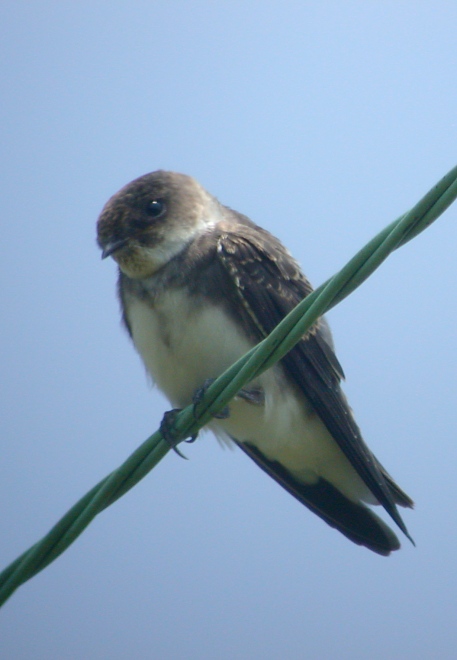 Bank Swallow