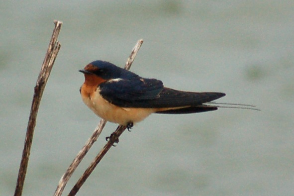 Barn Swallow photo #3