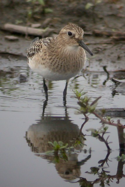 Baird's Sandpiper (juvenile) photo #2