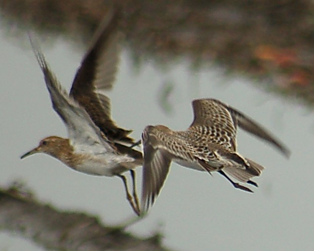 Baird's Sandpiper (juvenile in flight with juv Pectoral)