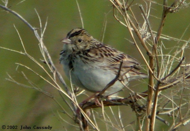 Baird's Sparrow