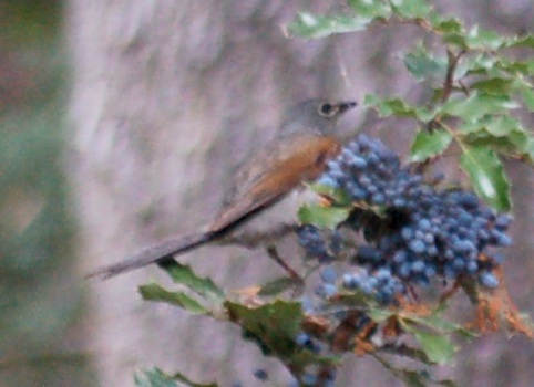 Brown-backed Solitaire