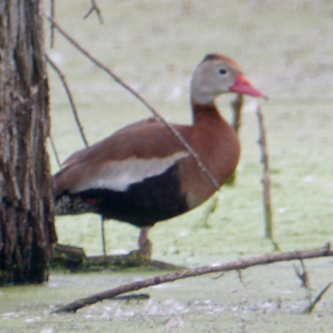 Black-bellied Whistling-duck Photo #1