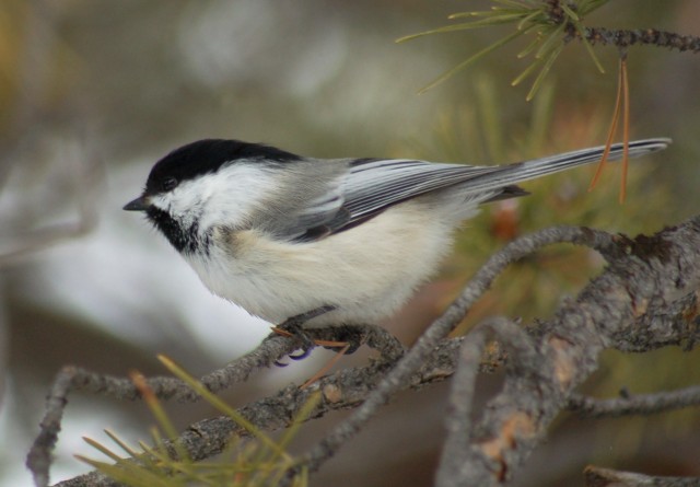 Black-capped Chickadee