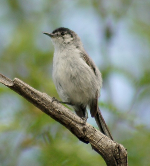 Black-capped Gnatcatcher (adult male)
