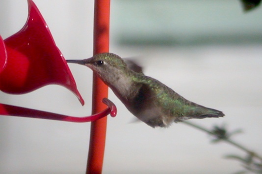 Black-chinned Hummingbird photo #4