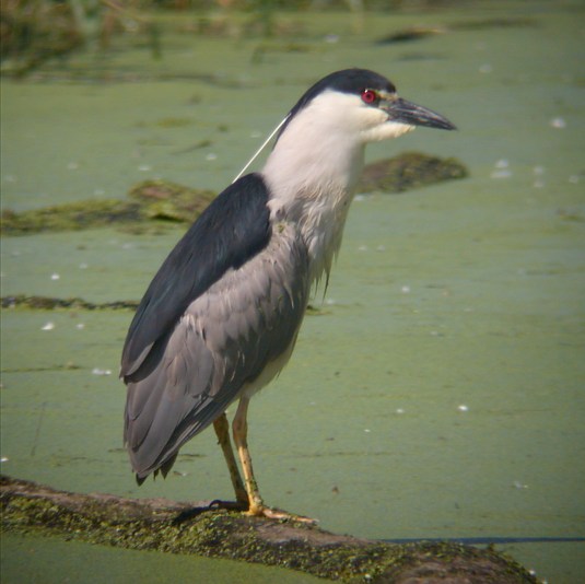 Black-crowned