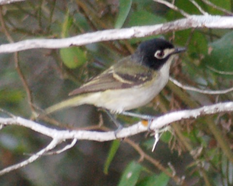 Black-capped Vireo
