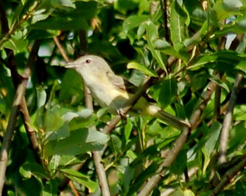 Bell's Vireo