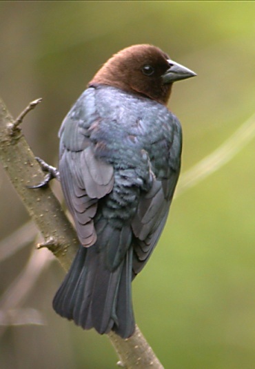 Brown-headed Cowbird