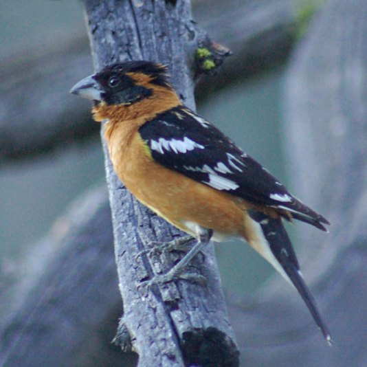Black-headed Grosbeak photo #4
