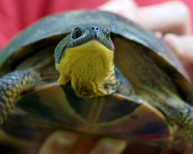 Blanding's Turtle (adult) photo #5