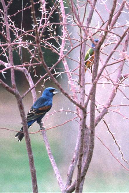 Blue Grosbeak