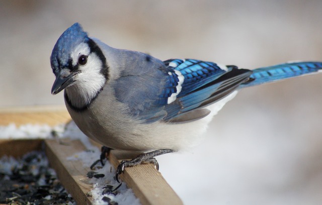 Blue Jay photo #5