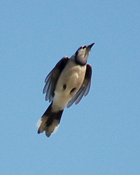 Blue Jay (in flight) photo #3