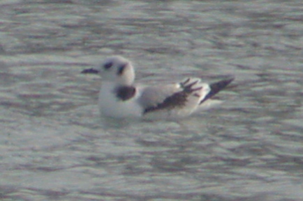 Black-legged Kittiwake (1st winter)