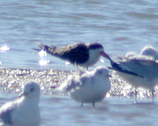 Black Skimmer