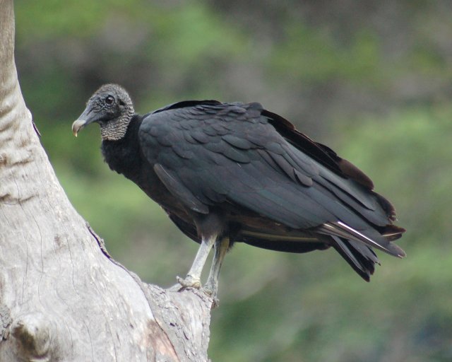 Black Vulture