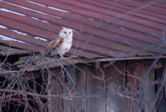 Barn Owl