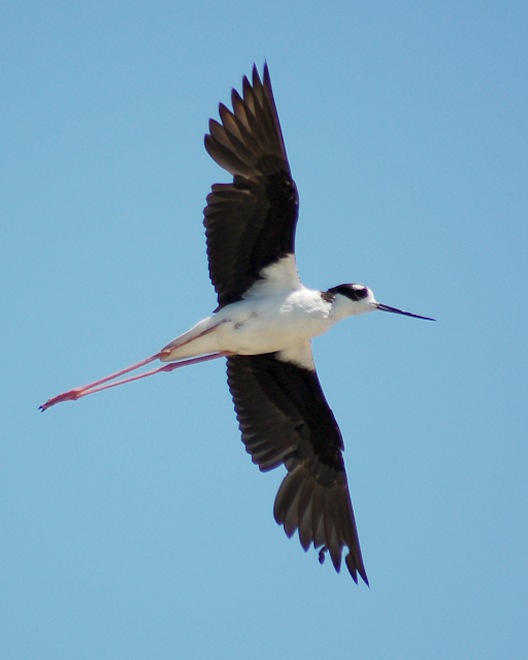 Black-necked Stilt photo #1